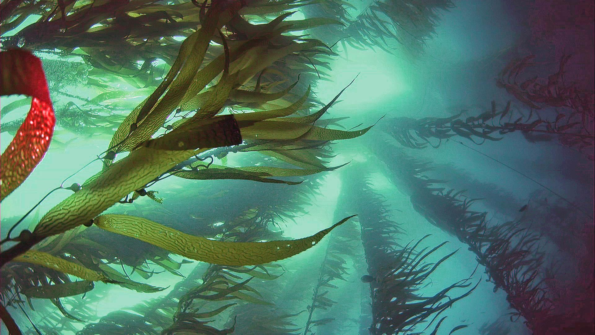 Kelpwald unter Wasser