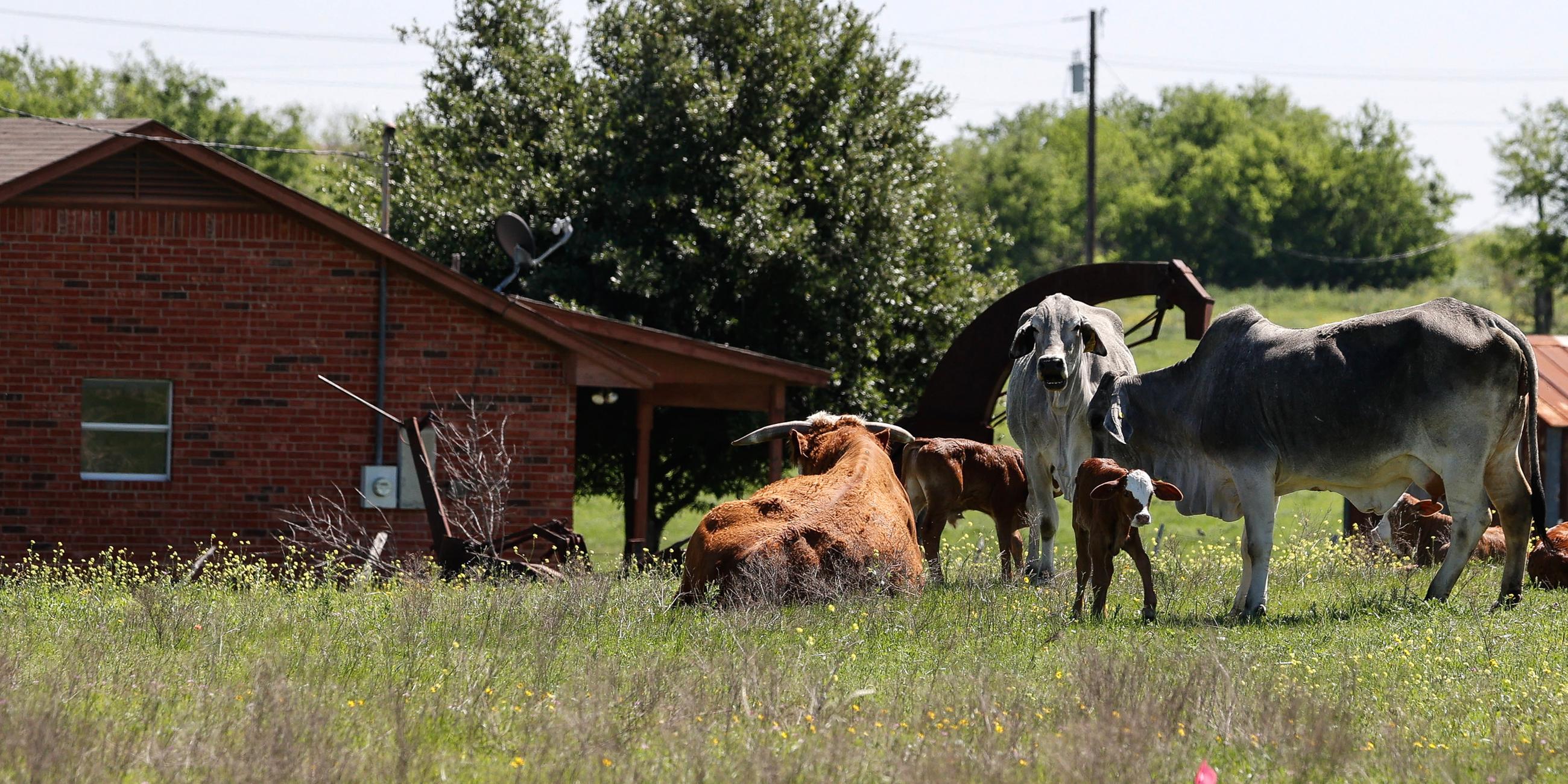 USA: Kühe auf einer Rinderfarm in Austin, Texas