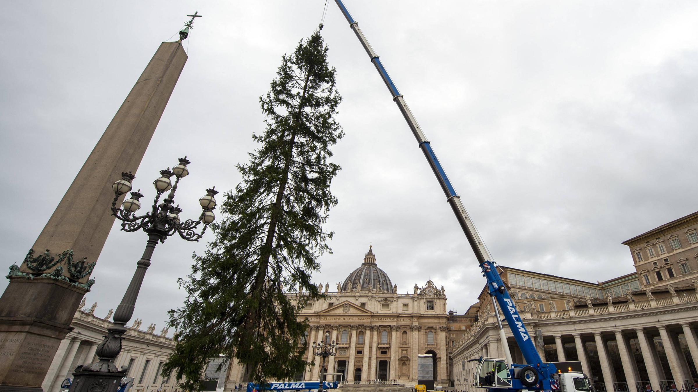 Ein Weihnachtsbaum wird im Vatikan aufgestellt.