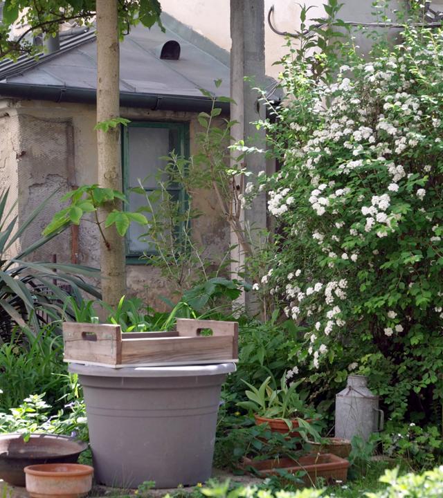 Das Bild zeigt einen Hinterhofgarten in Wien. Im Vordergrund befindet sich ein grauer, runder Blumentopf, der auf einem anderen, größeren Pflanztopf steht. Daneben liegen mehrere terrakottafarbene Pflanzenschalen.   Im Hintergrund ist ein kleiner, einfacher Garten mit viel Grün zu sehen, darunter verschiedene Pflanzenarten. Besonders auffällig ist ein dichter begrüntes Gebüsch mit kleinen, weißen Blüten. An einer Wand sind einige vertikale Strukturen erkennbar, die darauf hindeuten, dass Pflanzen daran wachsen.   Hinter dem Garten ist ein einfaches, helles Gebäude mit einem schrägen Dach und einem Fenster, das von einem grünen Rahmen umgeben ist. Die gesamte Szenerie vermittelt einen ruhigen, idyllischen Eindruck von einem versteckten Garten, der durch die dichte Vegetation leicht verwildert wirkt.