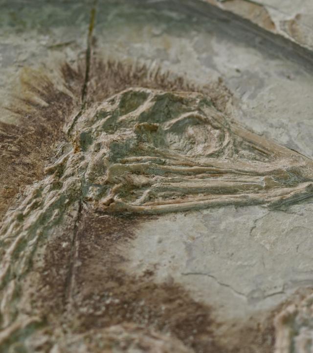 "Verborgene Welten - Das Geheimnis der gefiederten Drachen": Versteinerung eines vogelähnlichen Skeletts mit Federn.