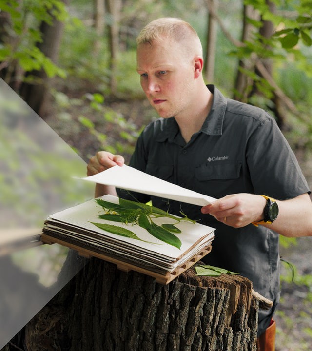 Ein Forscher in der Natur schichtet Blätterproben für die Mitnahme zwischen Papier und Holzplatten.