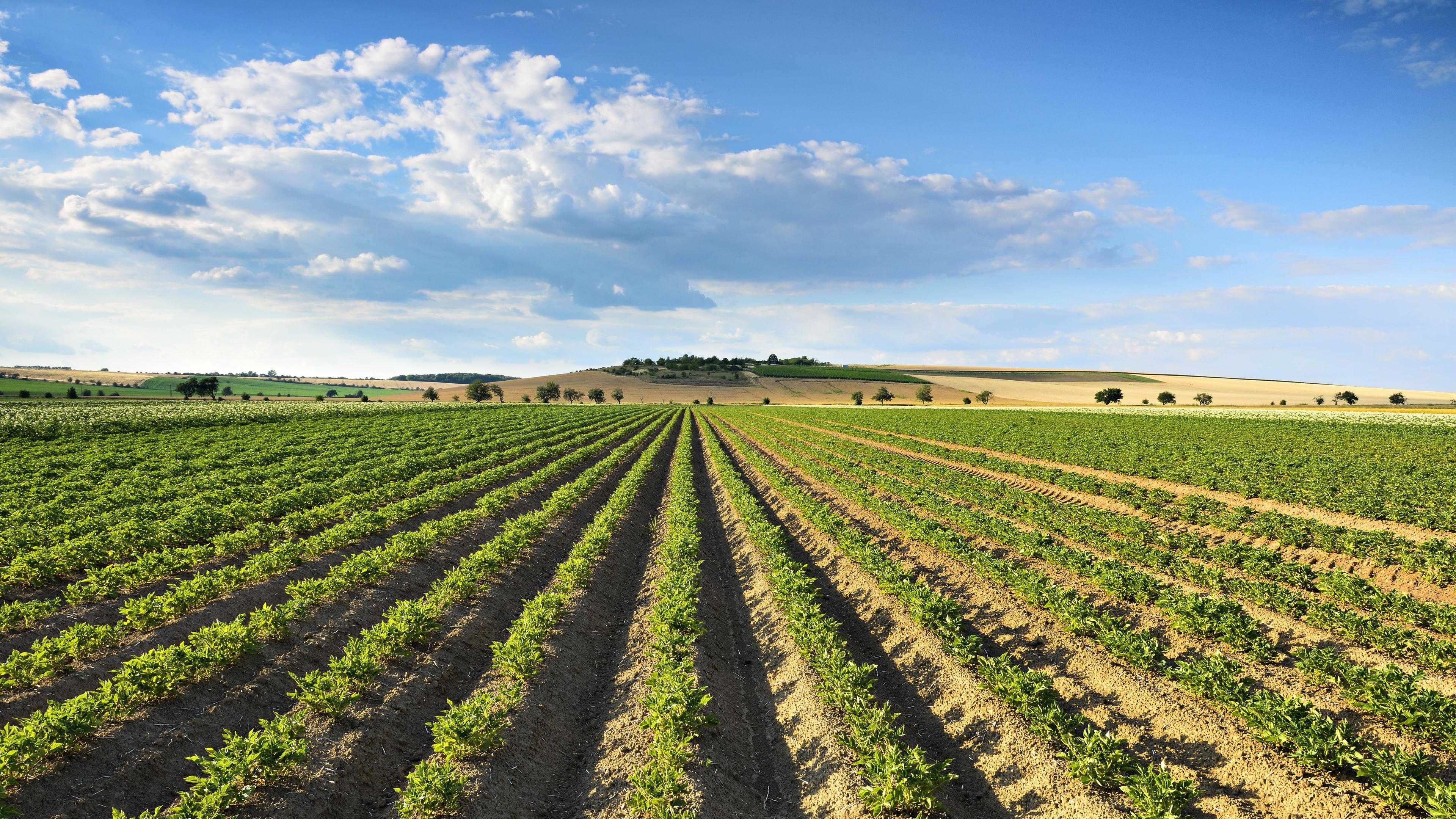 Ackerfurchen auf einem Kartoffelfeld 