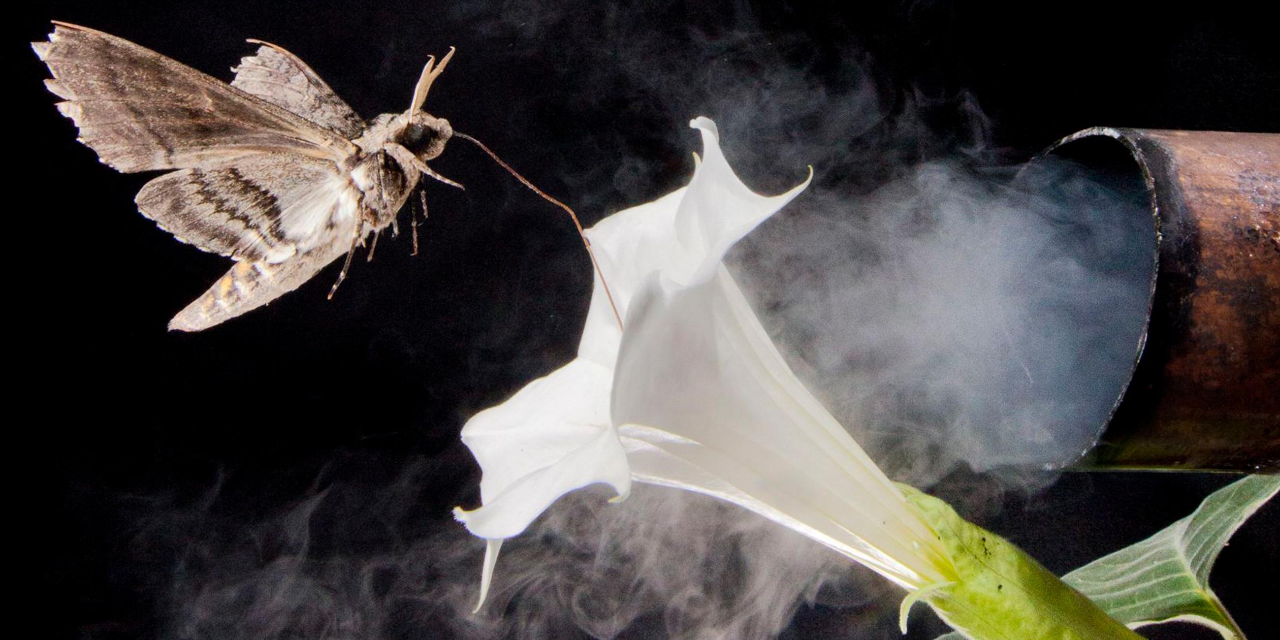 Ein Nachtfalter der Art Hyles lineata sitzt auf einer Blüte einer Nachtkerze (Oenothera pallida) nahe eines Auspuffrohres (unbekanntes Aufnahmedatum).