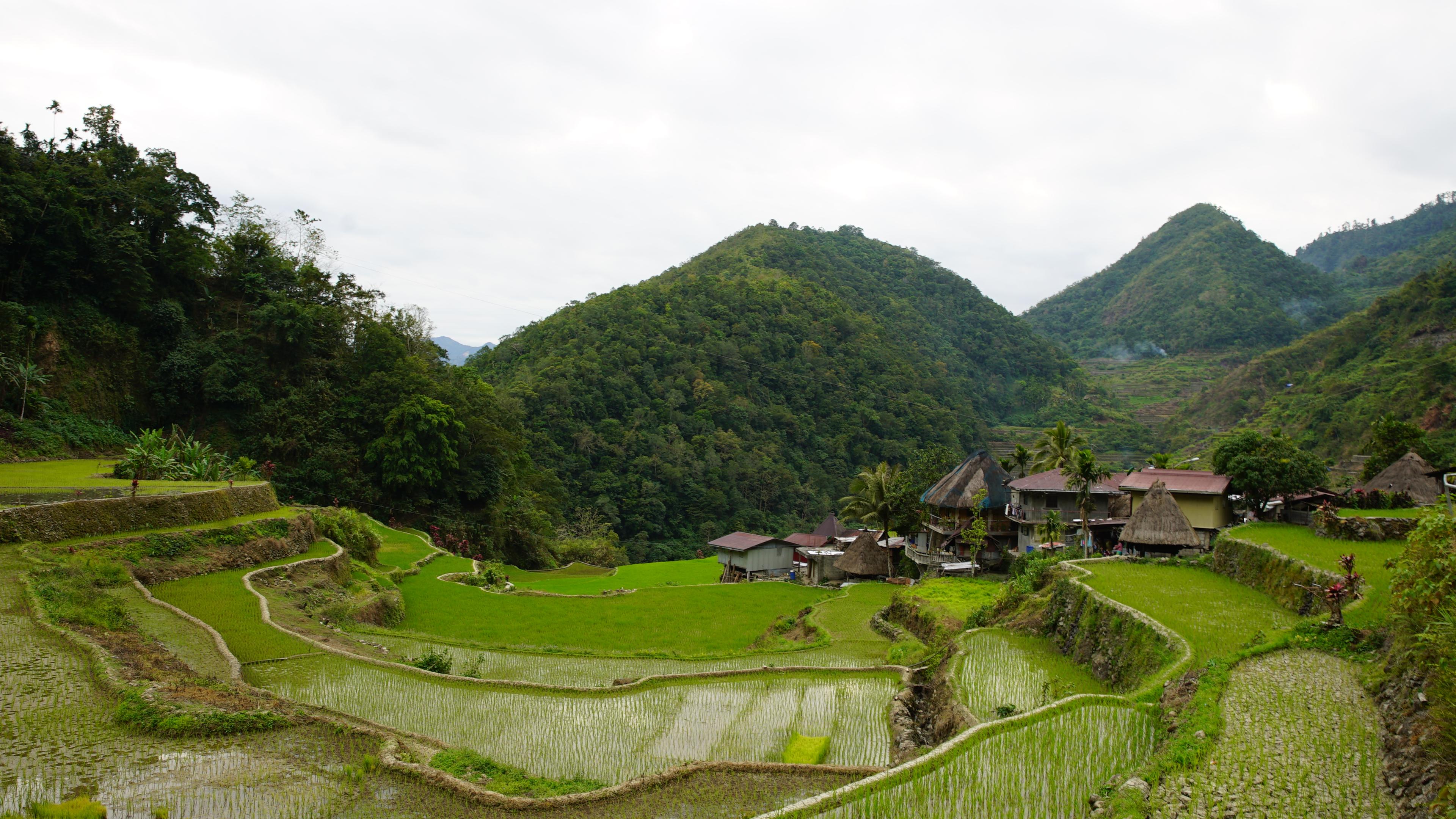 Reisterrassen der Ifugao Provinz auf den Philippinen