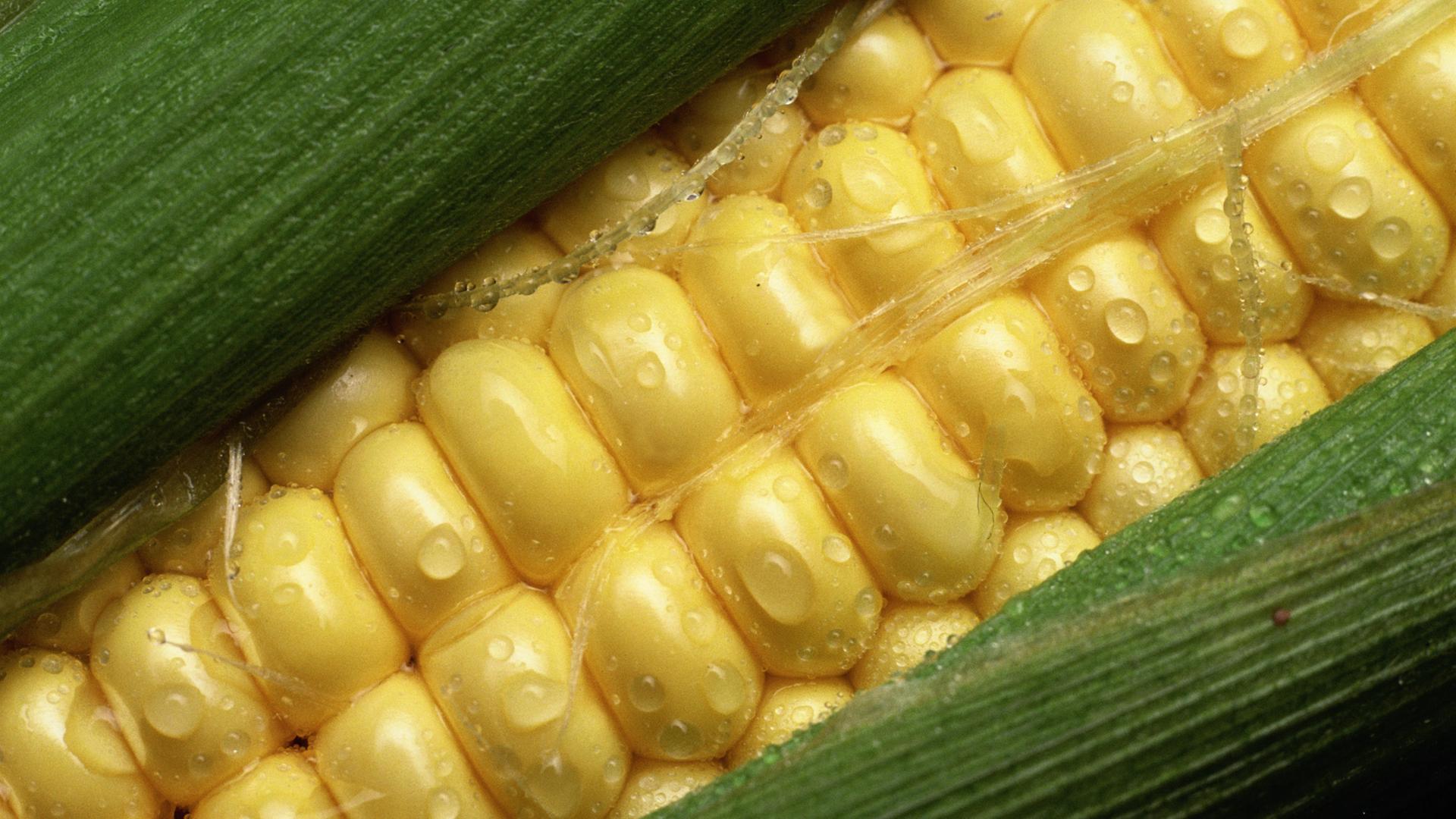 Урожайность кукурузы составляет 4 тонны. Желтая кукуруза. Стебель кукурузы. Кукуруза порезанная. Цвет спелой кукурузы.