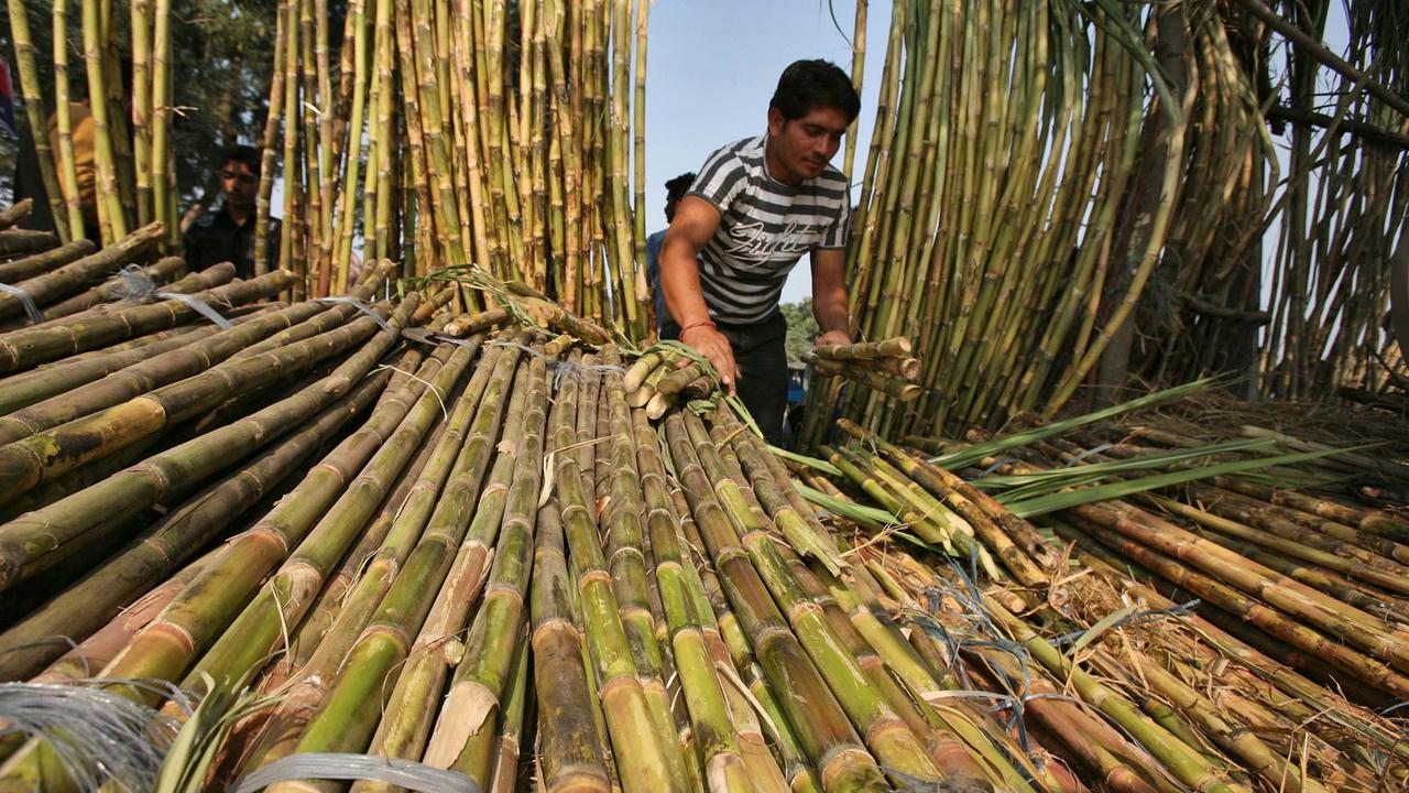 Б сахарный тростник. Куба сахарный тростник плантации. Сахарный тростник в Индии. Сахарный тростник в Бразилии. Плантации сахарного тростника в Бразилии.