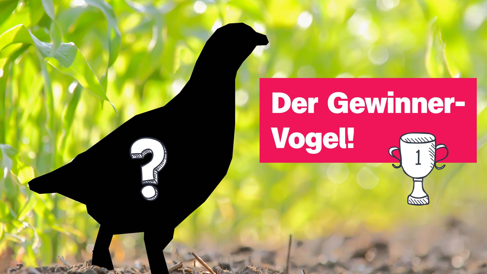 Das Rebhuhn ist Vogel des Jahres 2026