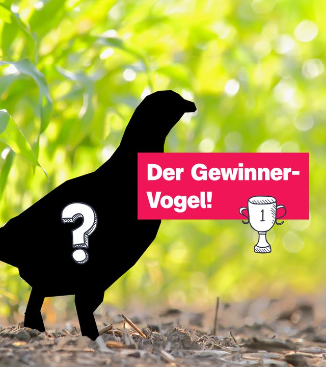 Das Rebhuhn ist Vogel des Jahres 2026