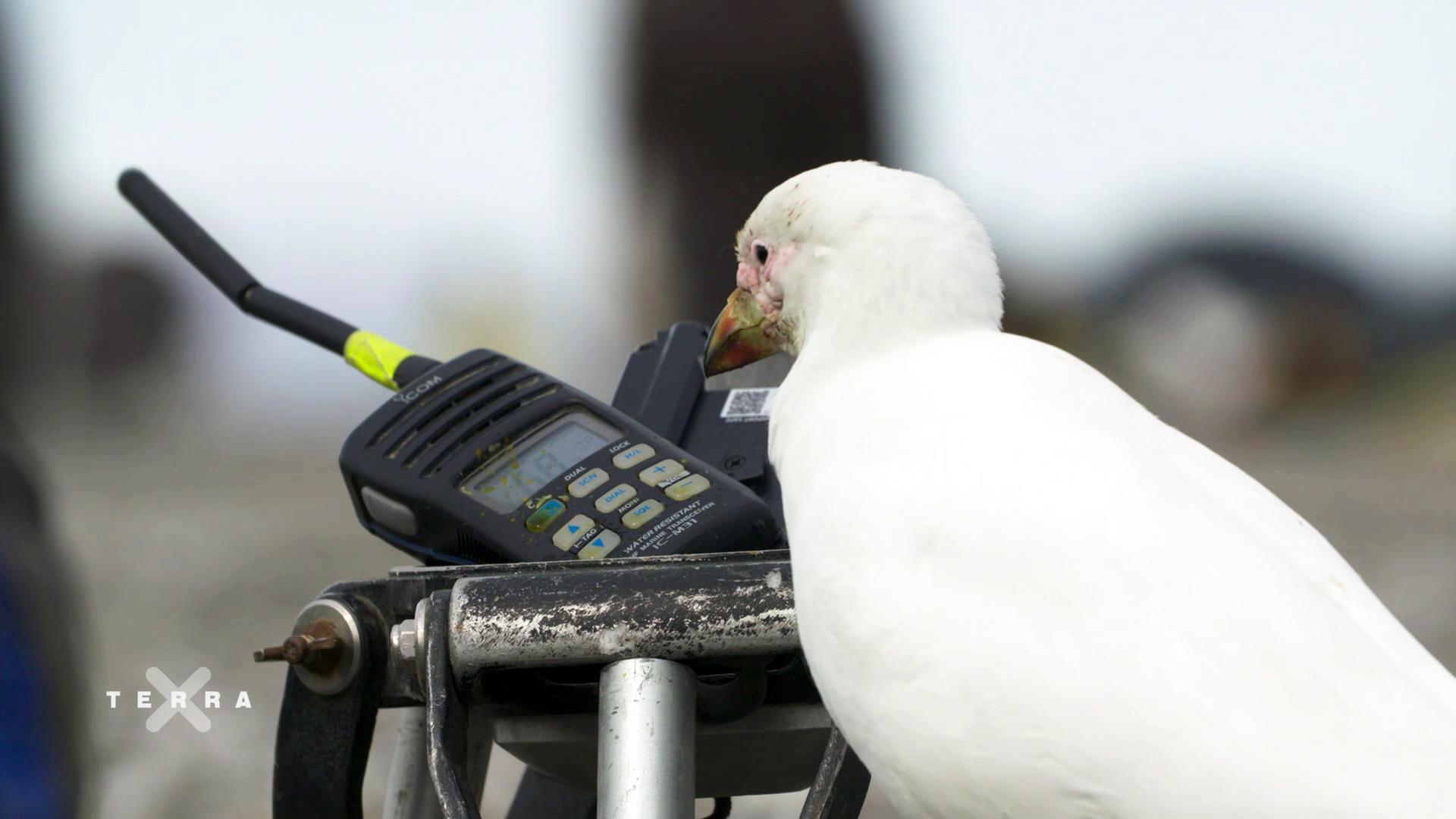 Sieben Kontinente Ein Planet Afrika Zdfmediathek