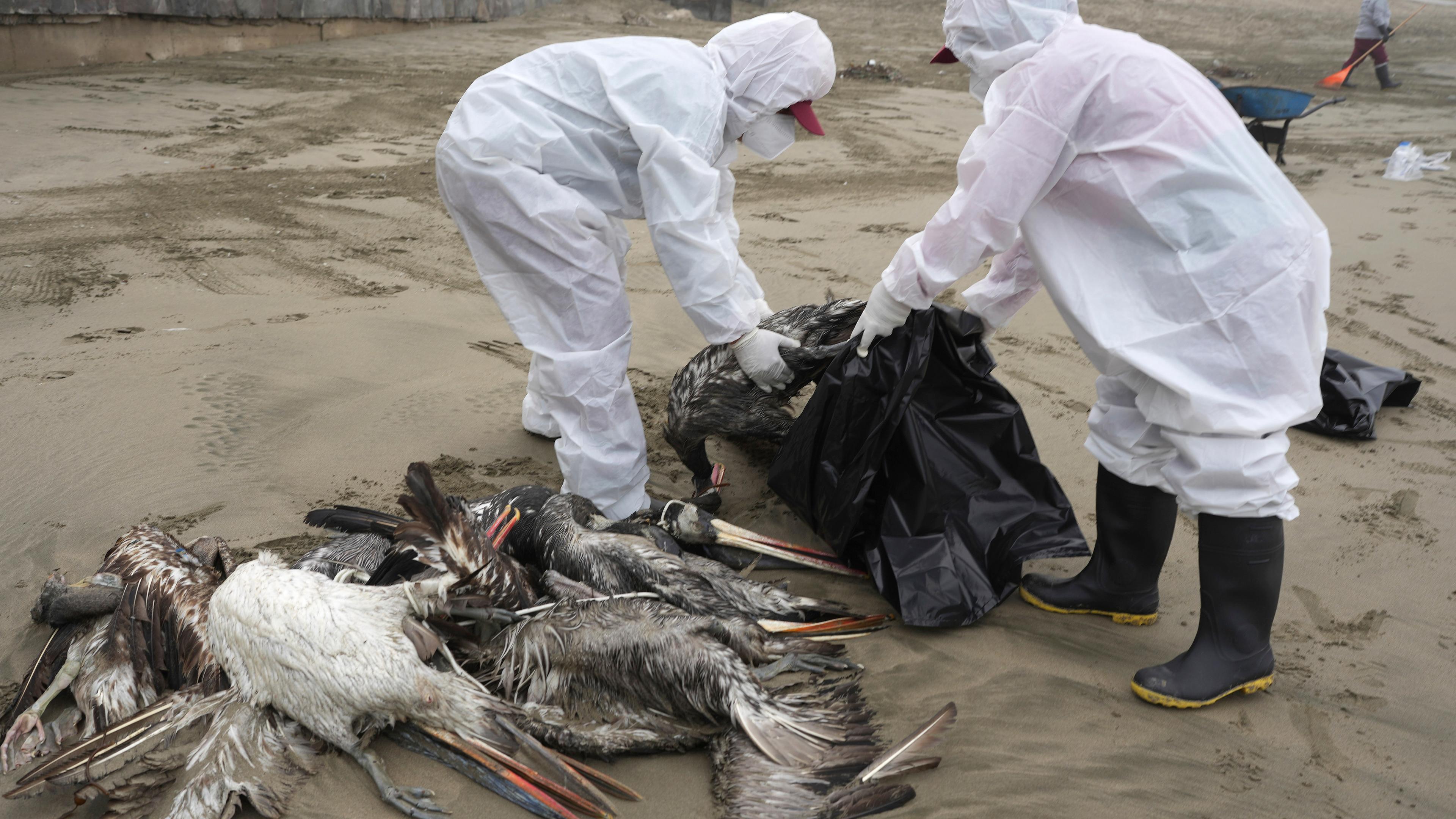 Städtische Arbeiter sammeln tote Pelikane am Strand von Santa Maria in Lima (Peru) ein, aufgenommen am 30.11.2022
