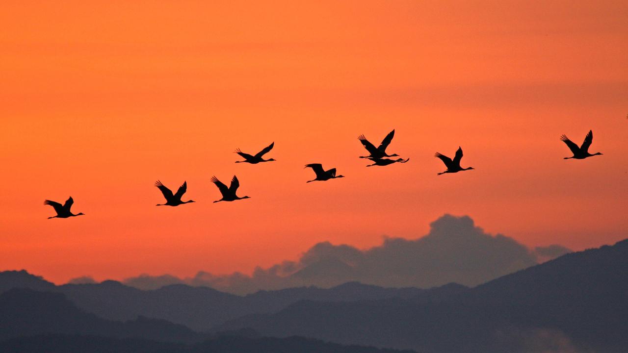 logo! Wie viele Vögel gibt es auf der Welt? ZDFtivi