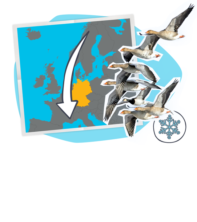 Grafik: zwei Fotos von Vögeln, daneben Landkarte mit Pfeilen