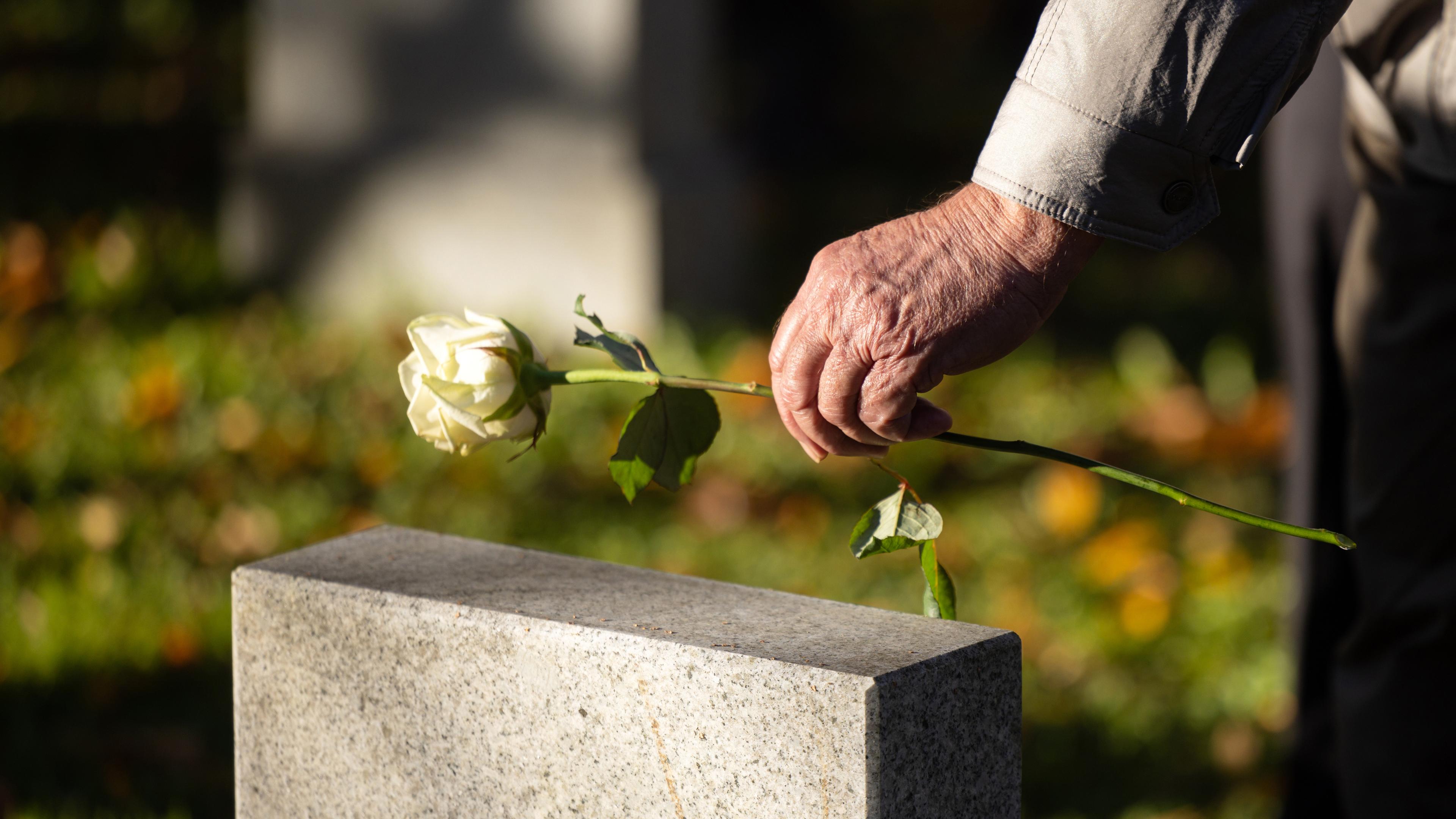 Ein Mann legt bei der Zentralen Gedenkfeier des Freistaats Thüringen zum Volkstrauertag eine Rose auf einen Grabstein der Sowjetischen Kriegsgräberstätte auf dem Nordfriedhof.