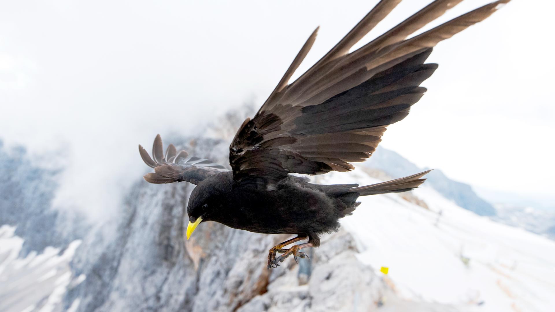 Eine Alpendohle in Nahaufnahme über einen Bergkamm fliegend