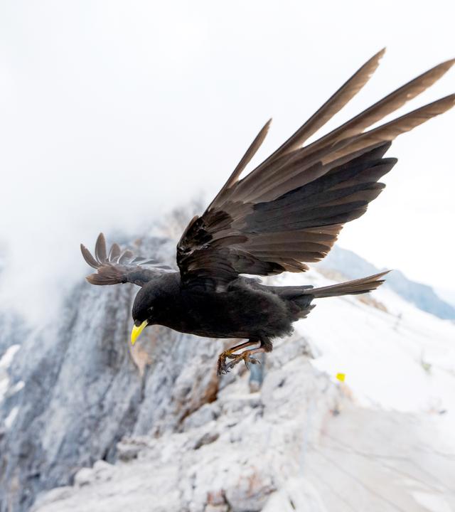Eine Alpendohle in Nahaufnahme über einen Bergkamm fliegend