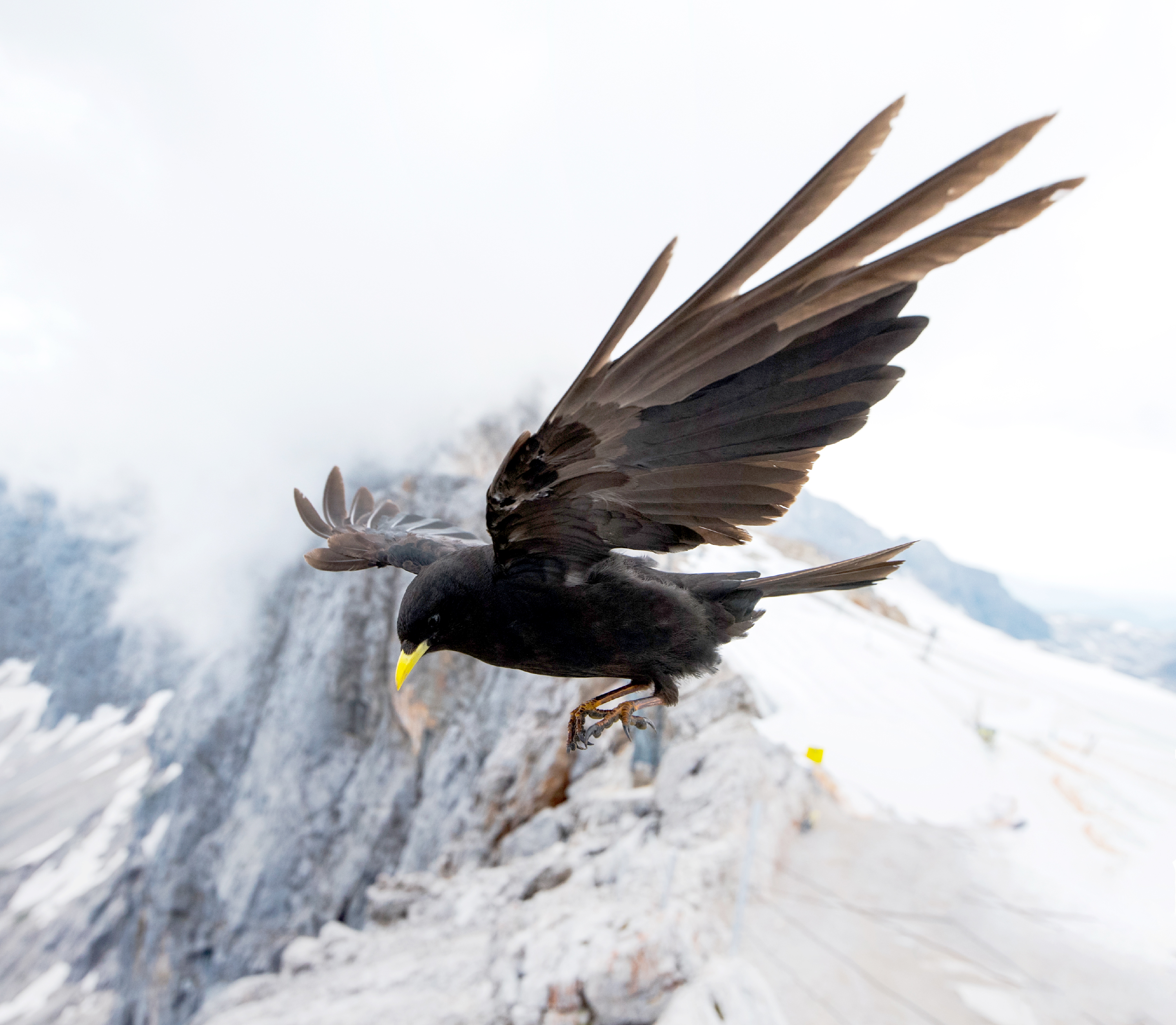 Vögel im Hochgebirge - Von Alpendohlen, Bergpiepern und Schneesperlingen