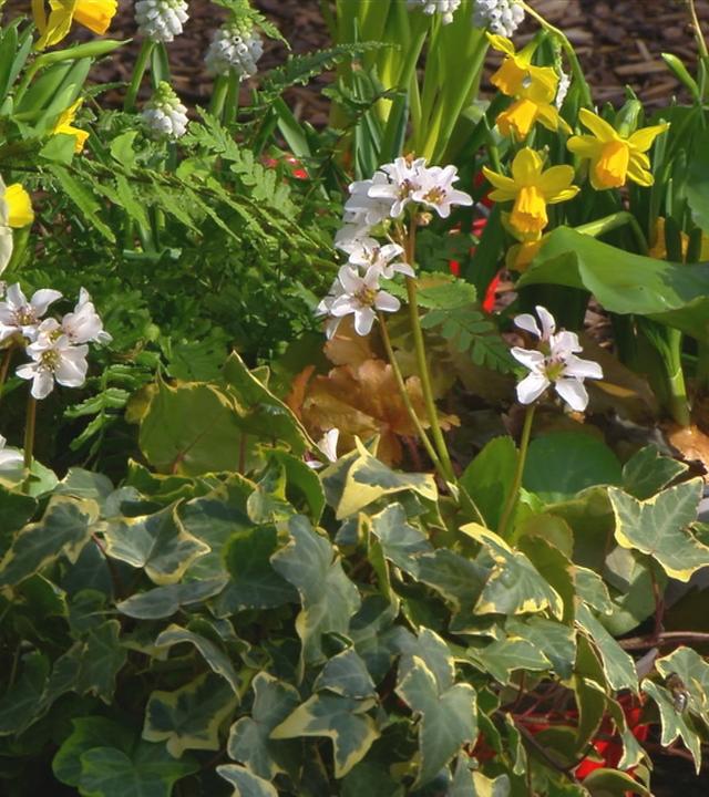 Bunte Viefalt mit Vorfrühlingsblühern - Tipps von Anja Koenzen