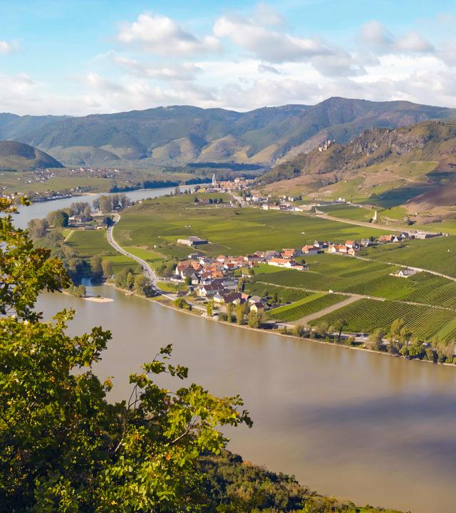 Blick von der Ferdinandswarte auf Loiben in der Wachau, Österreich. Im Vordergrund Bäume, im Hintergrund die Donau und Weinberge.
