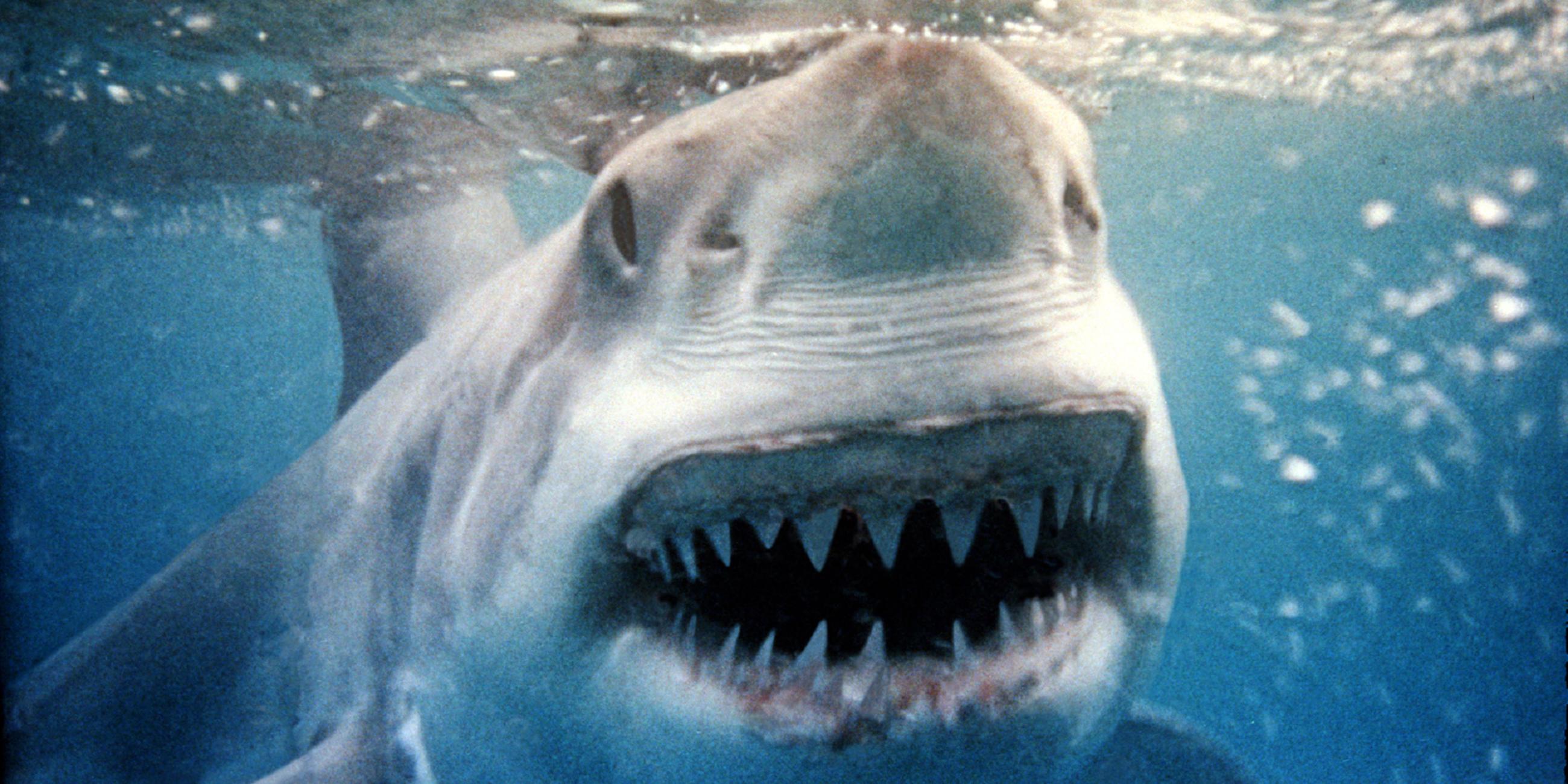 Es ist groß ein Hai unter der Wasseroberfläche zu sehen. Er blickt mit offenem Mund direkt in die Kamera.