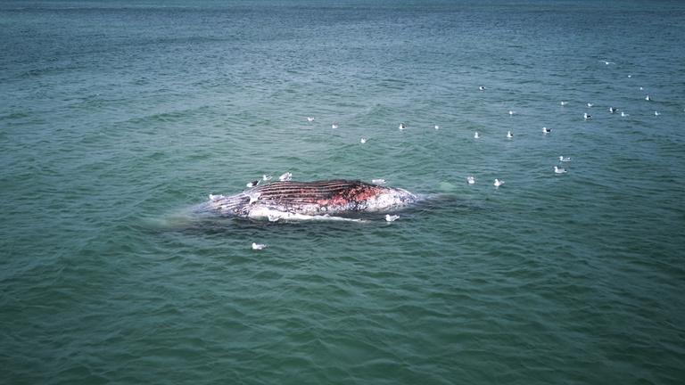 Ein toter Wal liegt vor der dänischen Insel Anholt. 