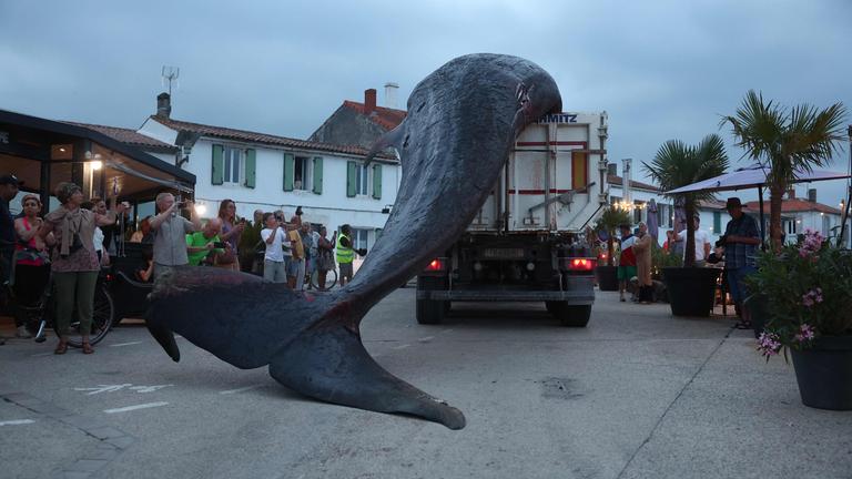 Ein riesiges totes Walweibchen wird auf der französischen Insel Île de Ré mit einem LKW abtransportiert.