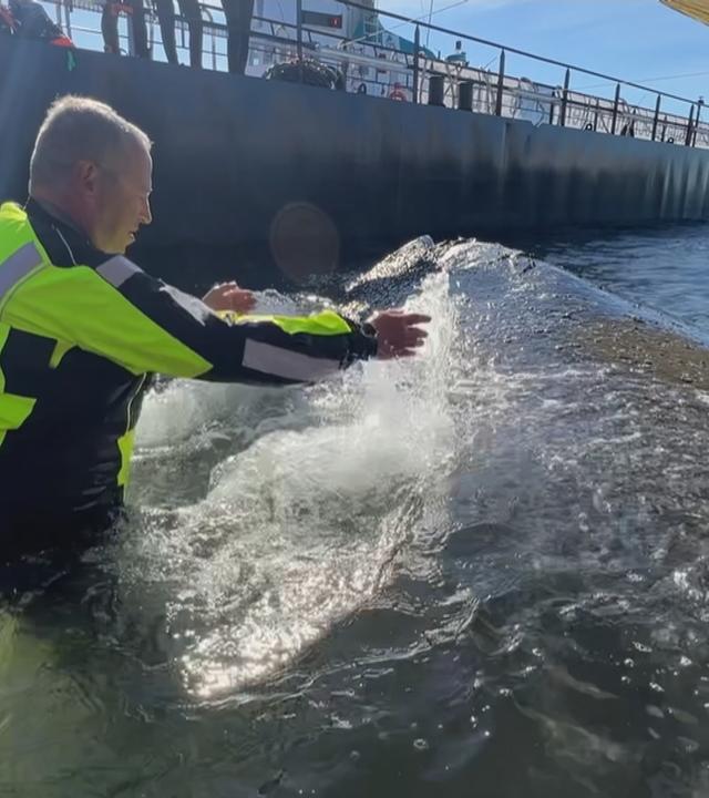 Mann schwimmt neben Wal auf dem Rettungsschiff