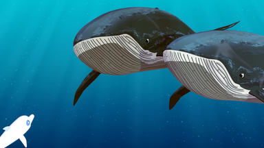 Zoom - Der Weiße Delfin - Zoom - Der Weiße Delfin: Wal In Not