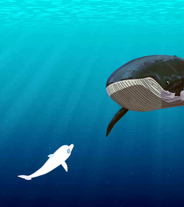 Zoom unterhält sich mit den Eltern des Buckelwals, die bei der Rettung ihres gestrandeten Kindes helfen sollen.