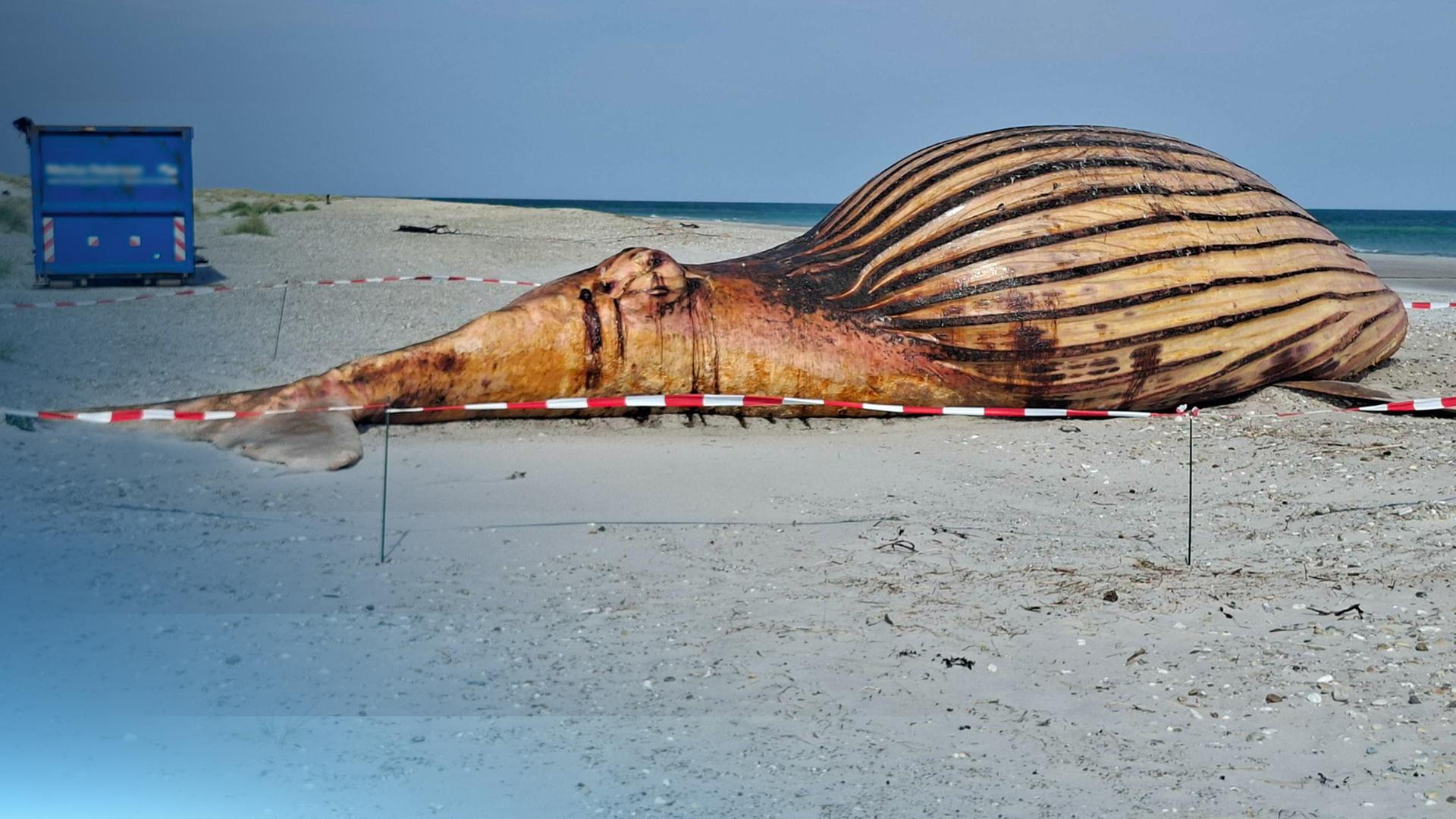 Der Kadaver von "Timmy" am Strand