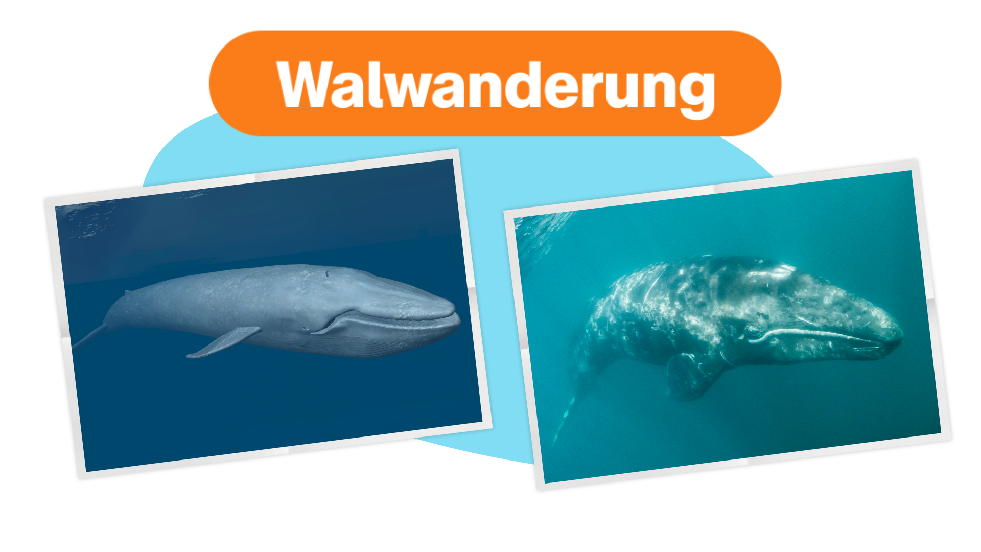 Bild für Warum Wale "wandern"