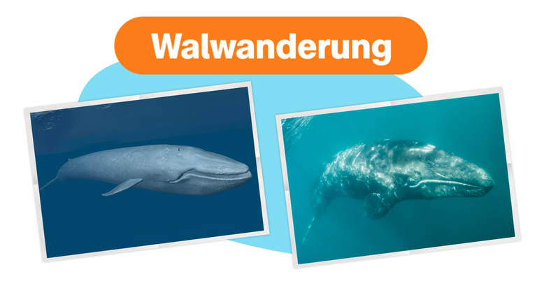 Warum Wale "wandern"