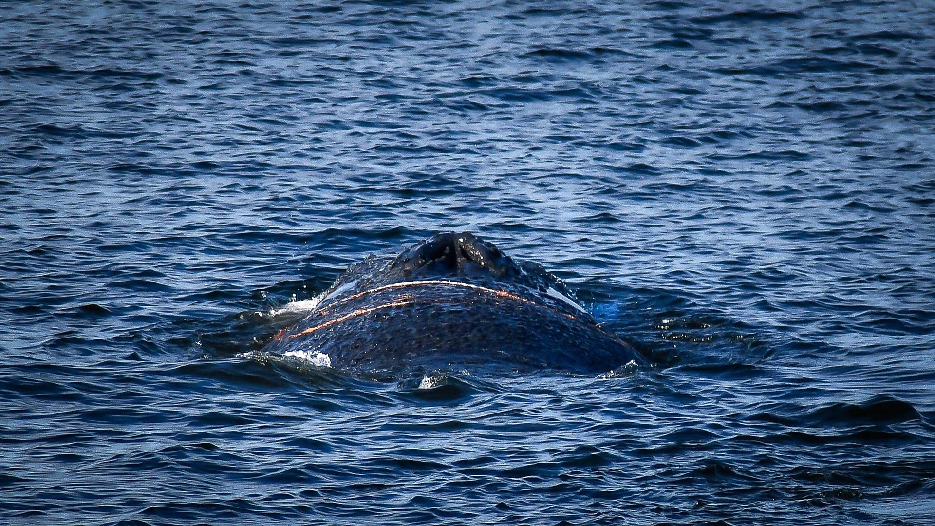  Ein Wal wird im Wismarer Hafen gesichtet. An der Ostsee hat im Hafen von Wismar ein Wal für Aufsehen gesorgt