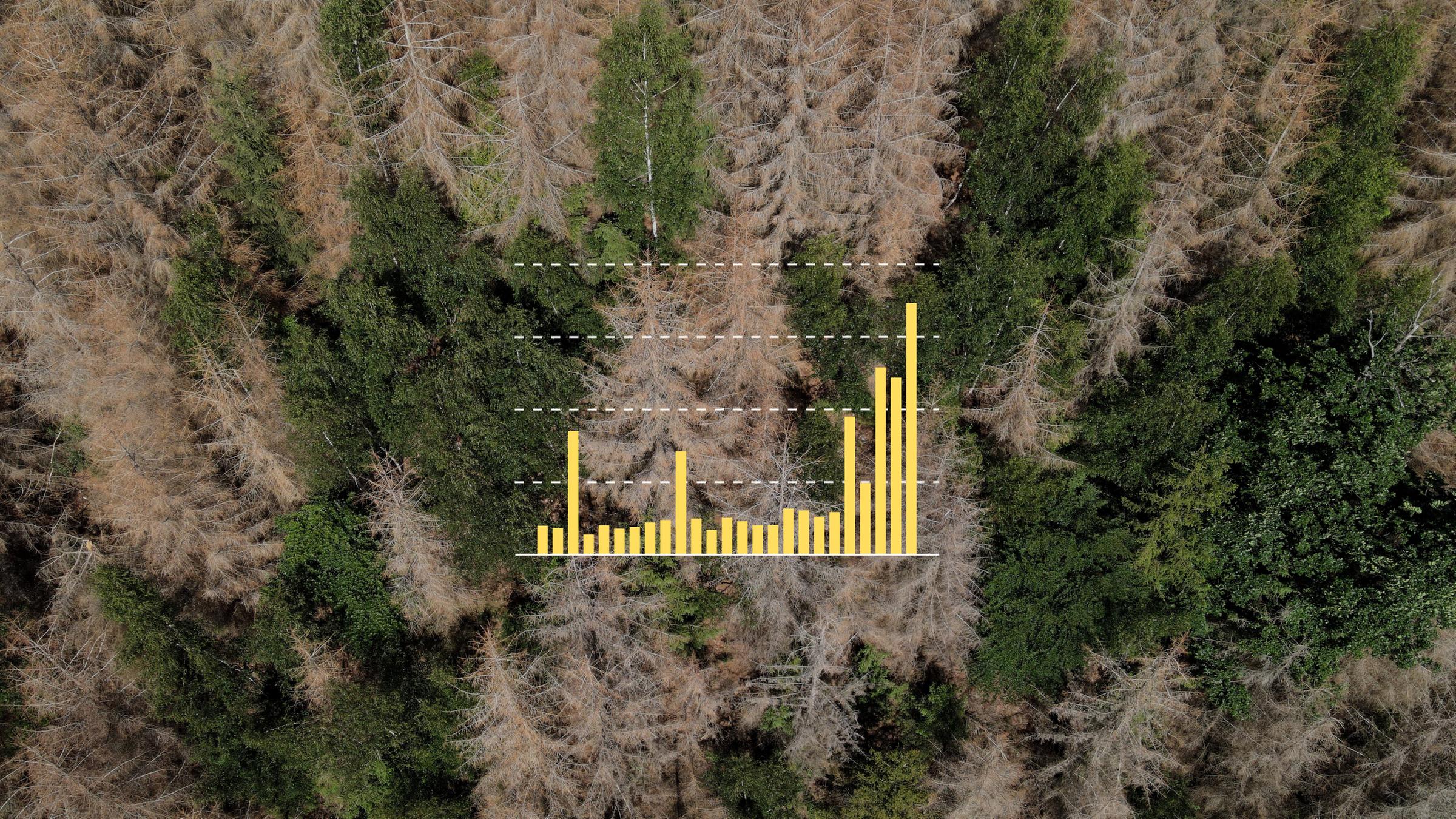 Tote Fichten stehen in einem Wald zwischen gesunden Bäumen, darüber eine Grafik zur Zahl der toten Bäume
