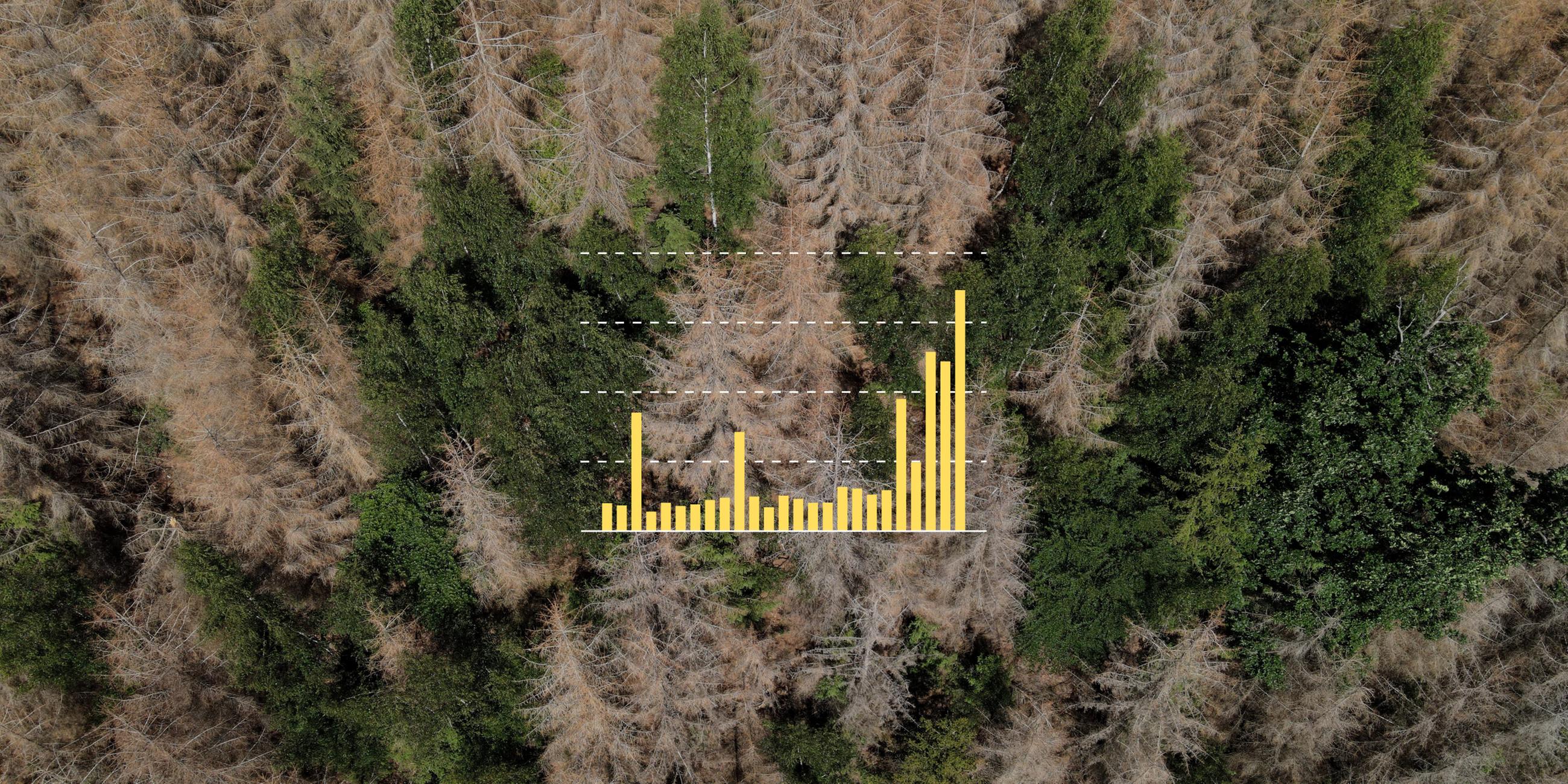 Tote Fichten stehen in einem Wald zwischen gesunden Bäumen, darüber eine Grafik zur Zahl der toten Bäume