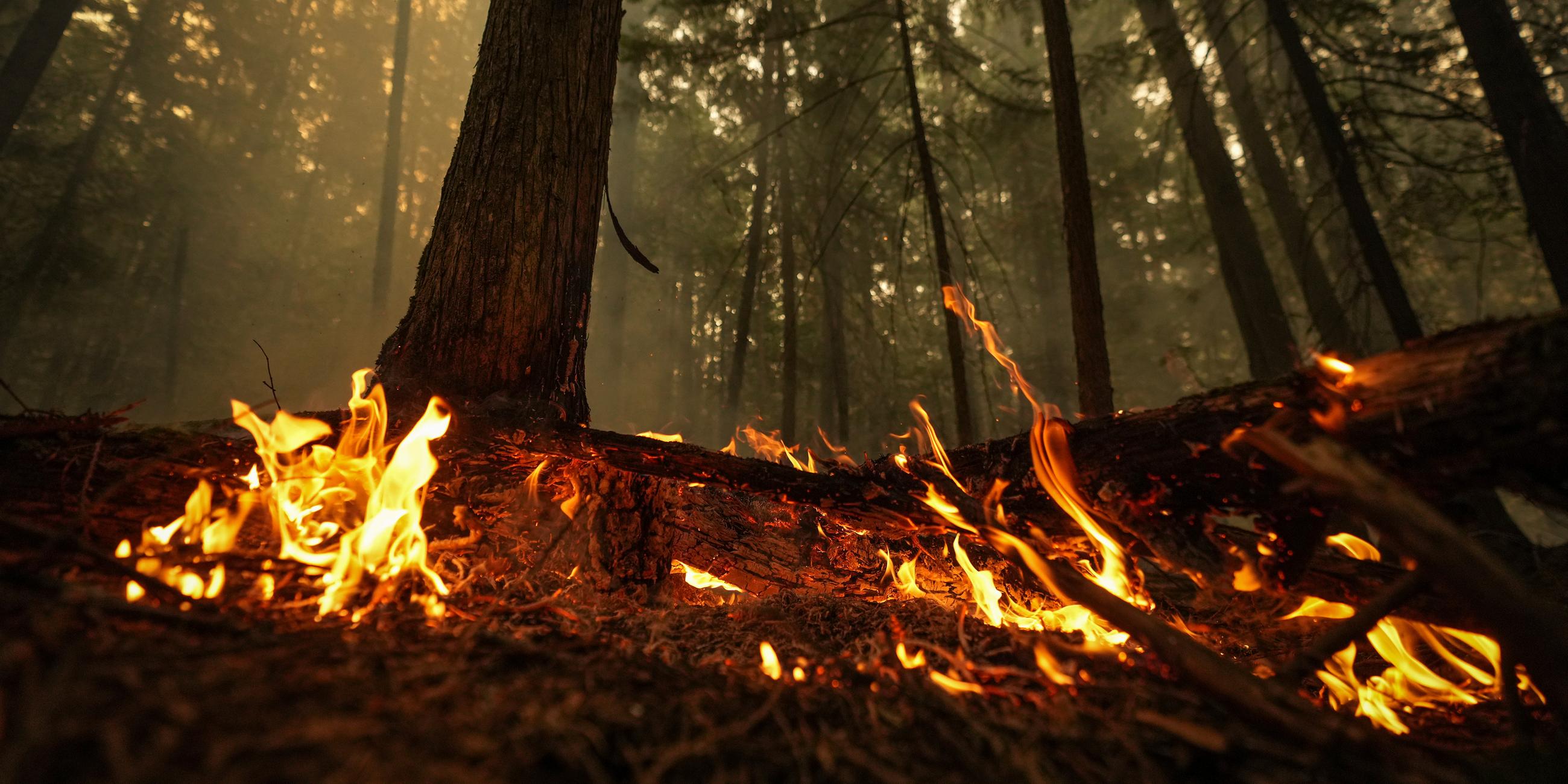 Feuer in den Wäldern Kanadas in Scotch Creek.