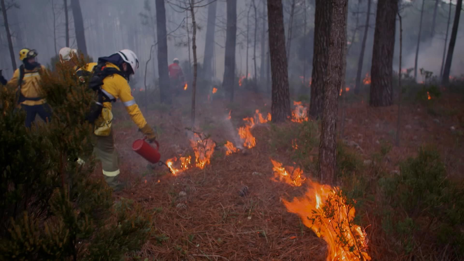 Portugals Feuerwehr legt gezielte Feuer gegen Waldbrände.
