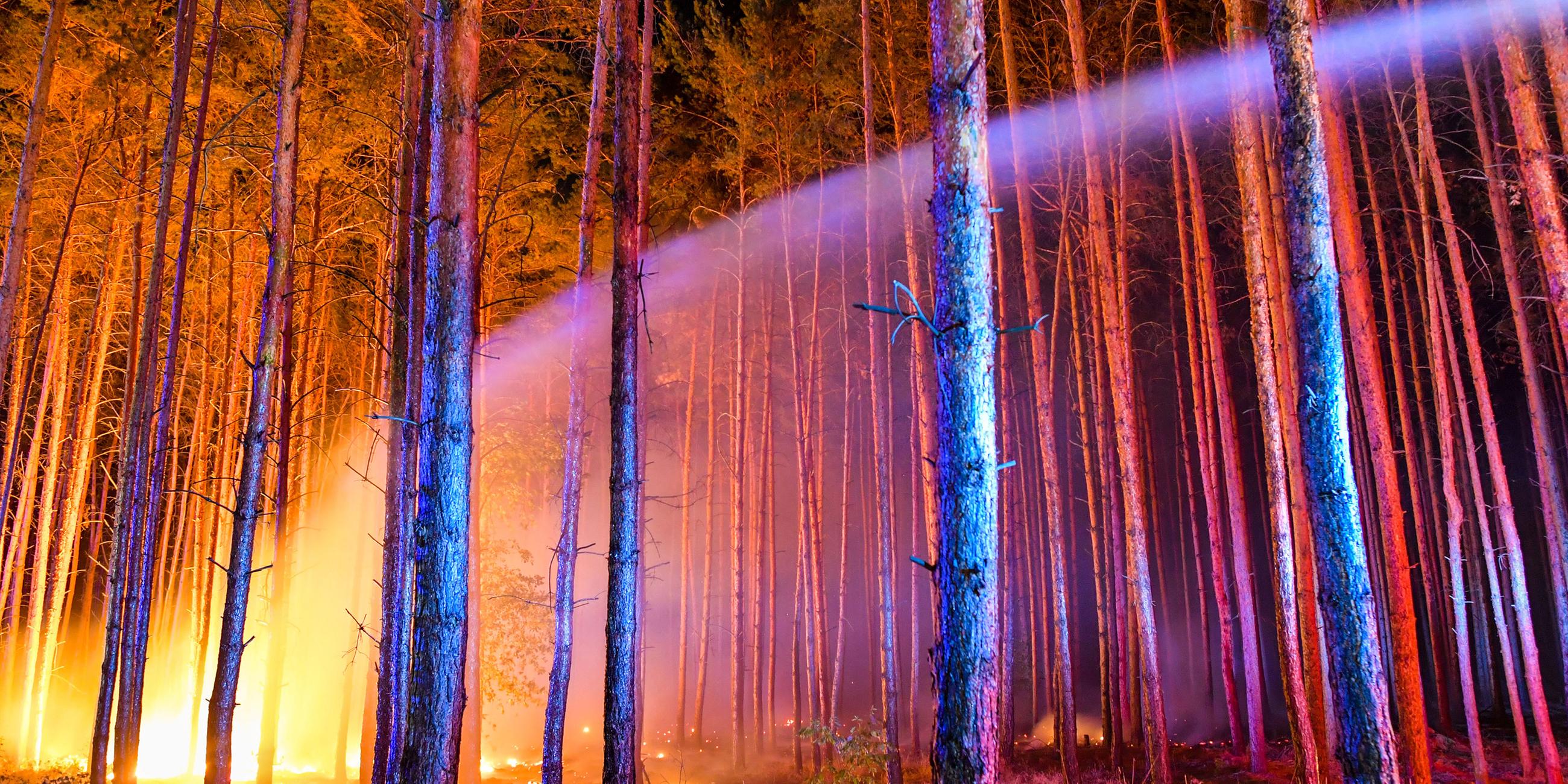 Brennender Wald in der Nähe von Klausdorf, Brandenburg