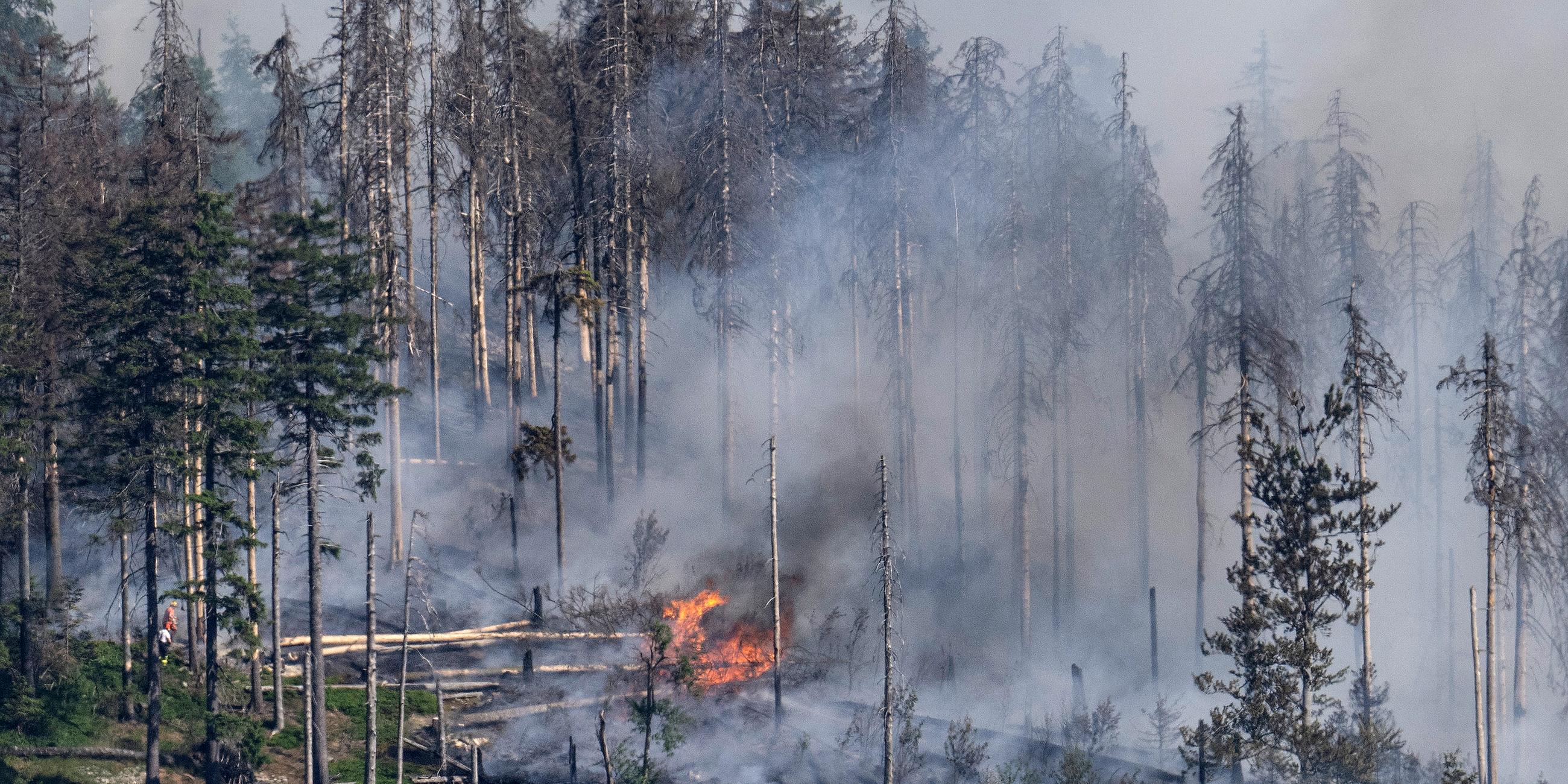 Bäume brennen bei einem Walbrand auf dem Altkönig bei Kronberg, aufgenommen am 13.06.2023