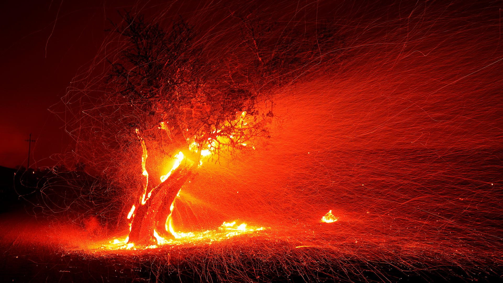 Waldbränd in Kalifornien: ein Baum steht in Flammen