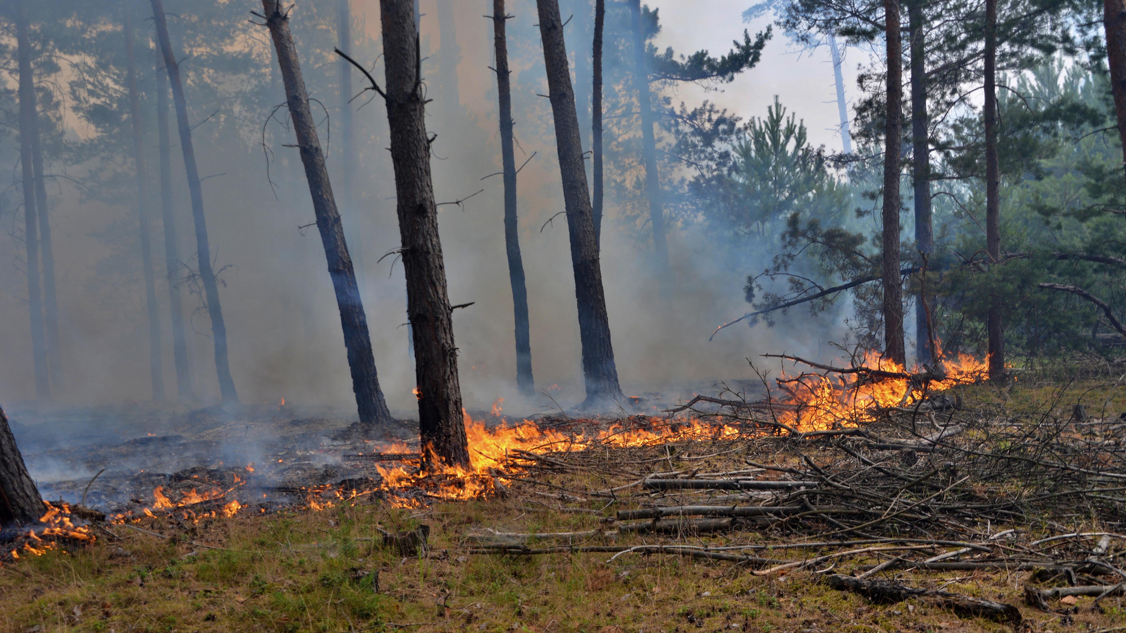 Brandenburg, Lieberose: Flammen lodern beim Waldbrand im ehemaligen Truppenübungsplatz