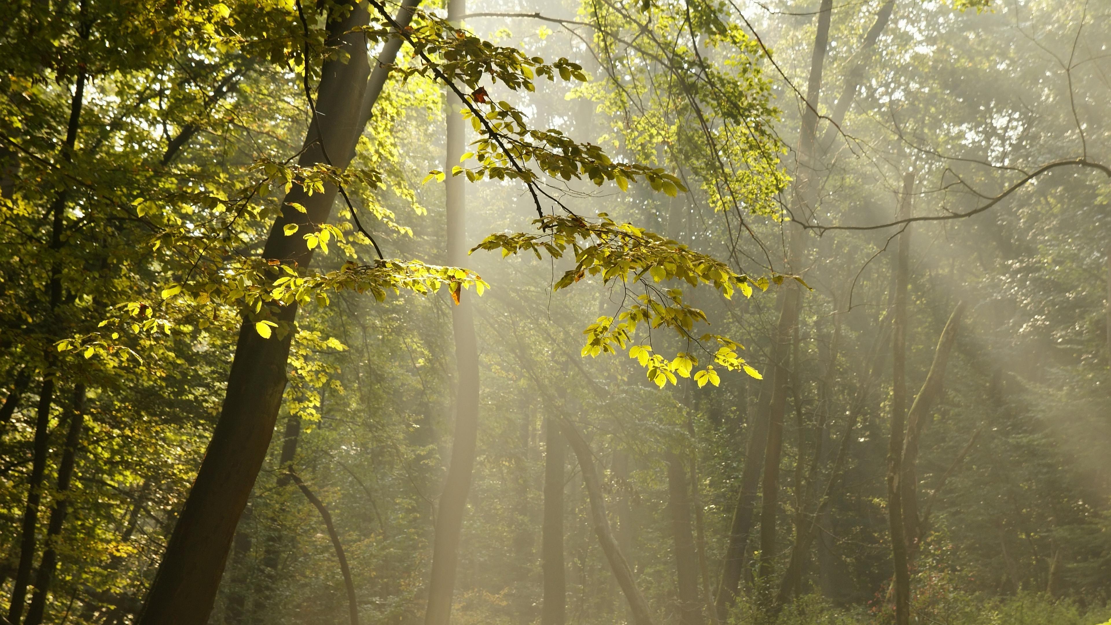Sonniger Morgen im Wald