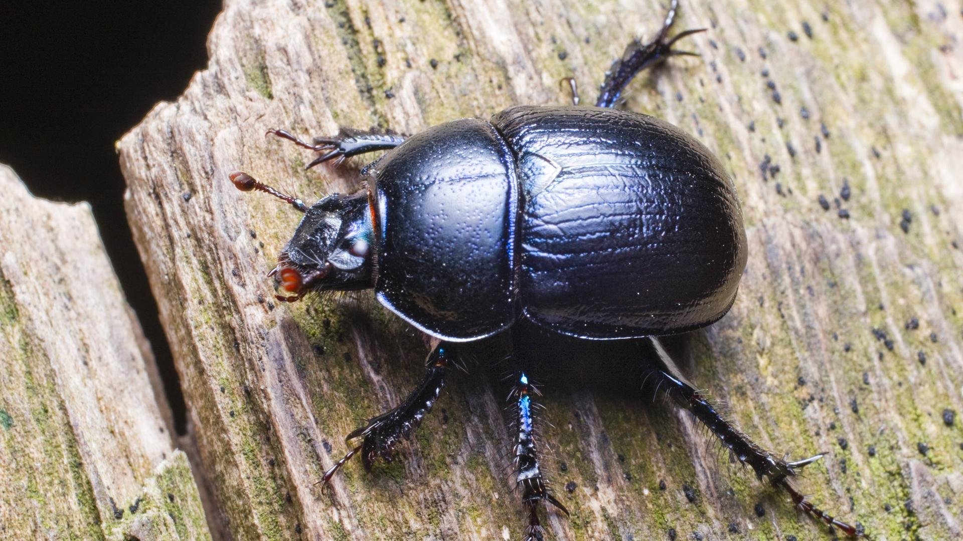 Nahaufnahme eines Waldmistkäfers auf einem Stück Holz