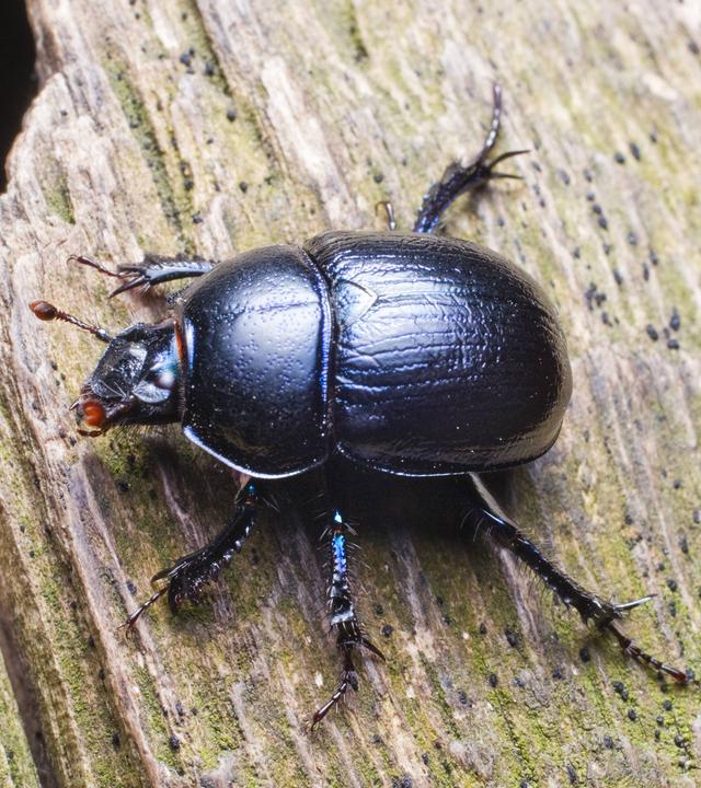 Nahaufnahme eines Waldmistkäfers auf einem Stück Holz