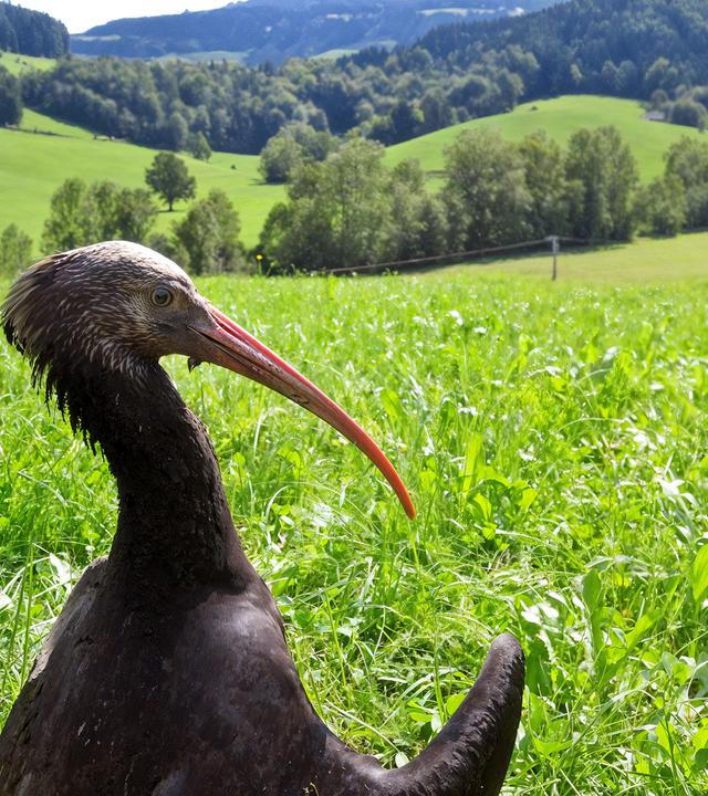 Waldrapp beim Sonnenbad
