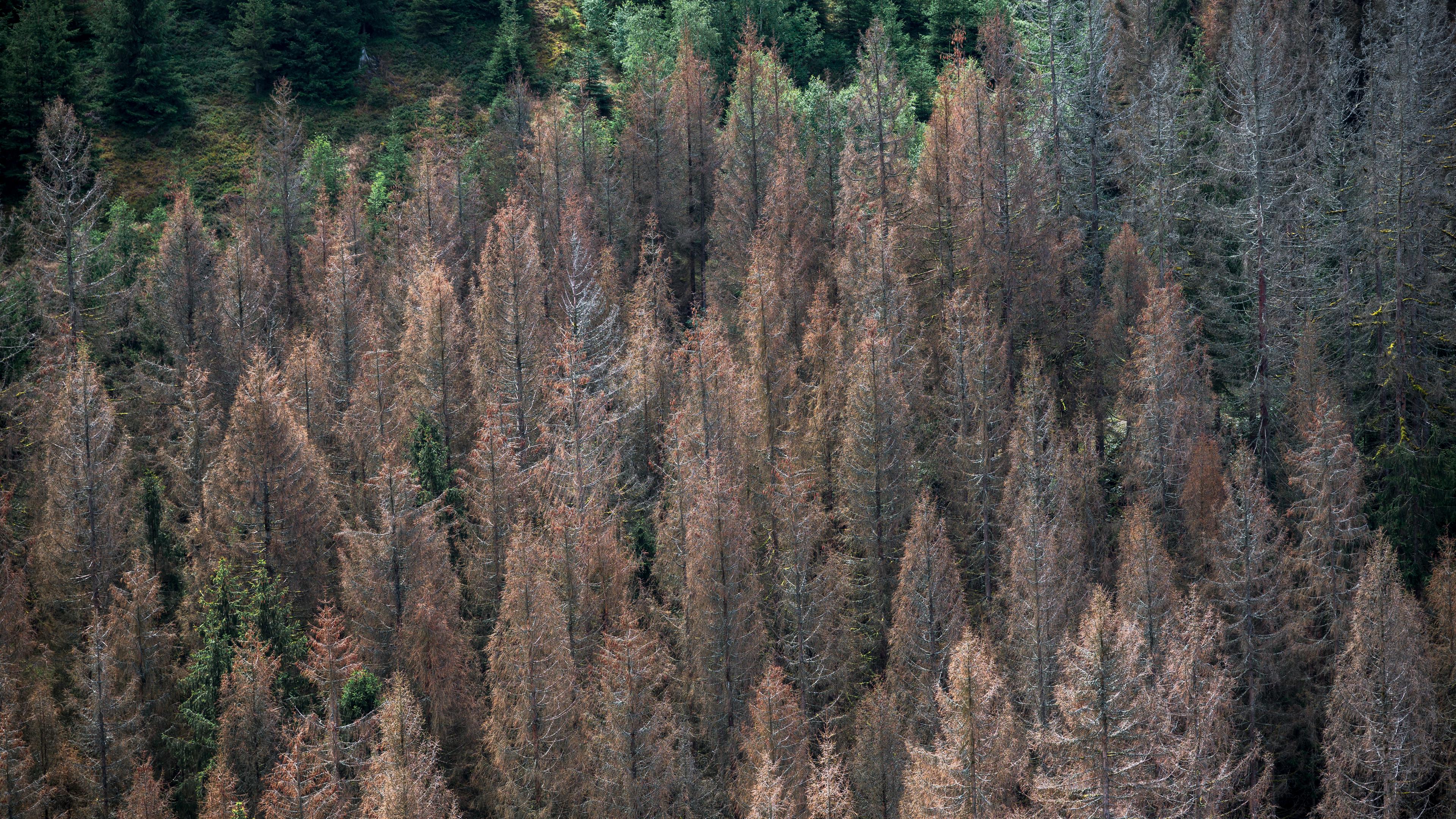 Zeichen von Waldsterben: Abgestorbene Fichten stehen in einem Waldgebiet im Frankenwald
