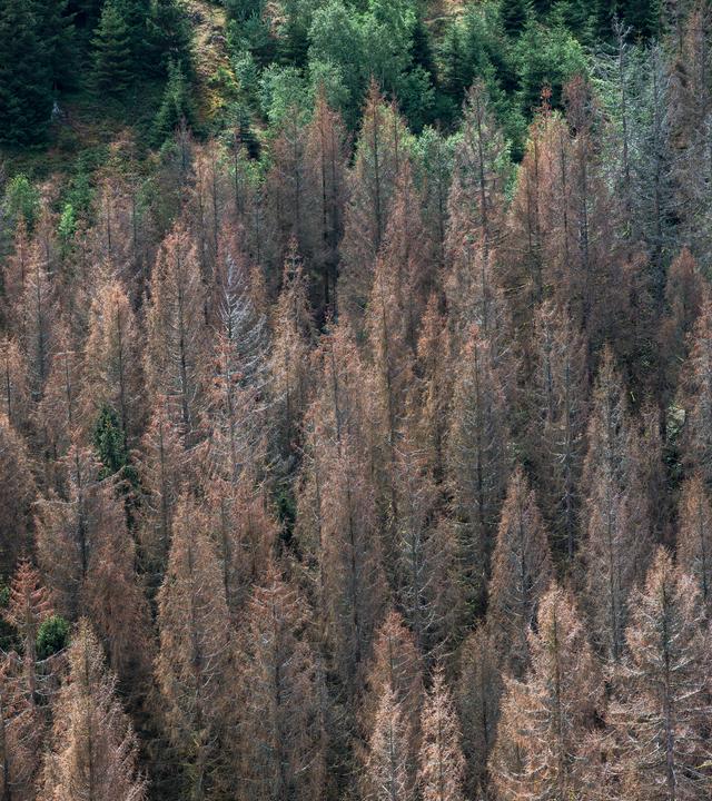 Zeichen von Waldsterben: Abgestorbene Fichten stehen in einem Waldgebiet im Frankenwald