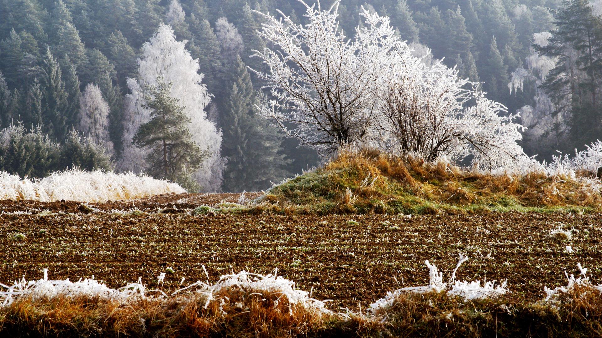 Winterlandschaft mit Bäumen voll Raureif