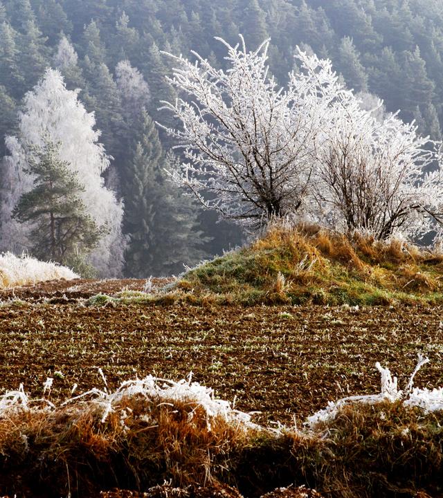Winterlandschaft mit Bäumen voll Raureif