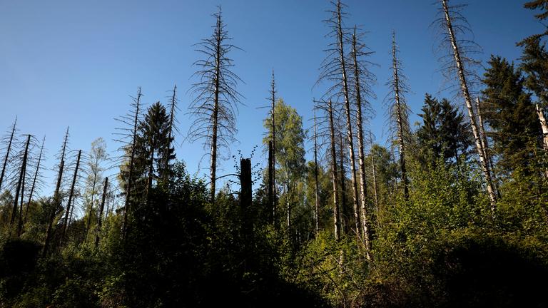 Verdorrte Baumkronen stehen im sonnigen Licht im Wald. Waldbrände, Borkenkäfer und Stürme setzen Europas Wäldern zu und haben ihren Teil am Waldsterben und Baumsterben